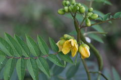 Cassia occidentalis